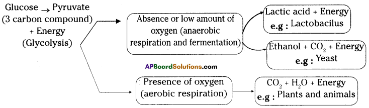AP SSC 10th Class Biology Important Questions Chapter 2 Respiration 19