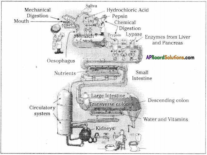 AP SSC 10th Class Biology Solutions Chapter 1 Nutrition – Food Supplying System 19