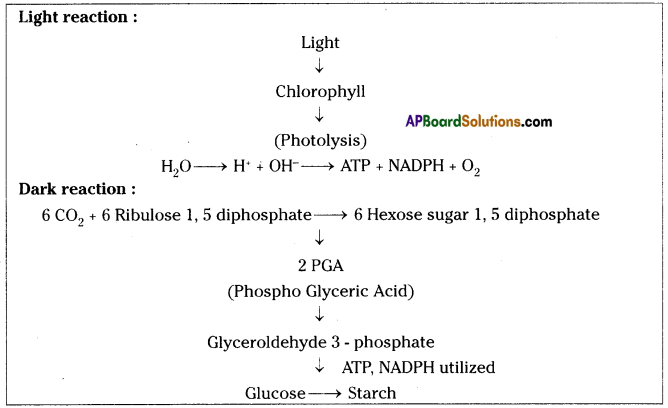 AP SSC 10th Class Biology Solutions Chapter 1 Nutrition – Food Supplying System 2