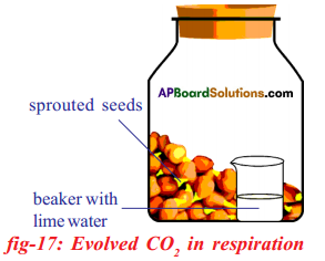 AP SSC 10th Class Biology Solutions Chapter 2 Respiration - The Energy Releasing System 18