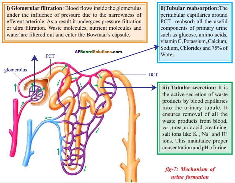AP SSC 10th Class Biology Solutions Chapter 4 Excretion - The Wastage Disposing System 4
