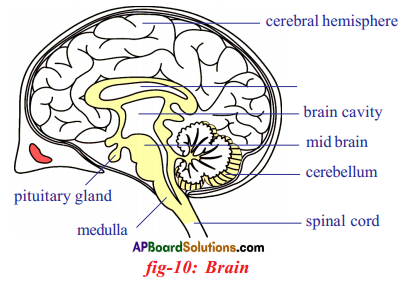 AP SSC 10th Class Biology Solutions Chapter 5 Coordination – The ...