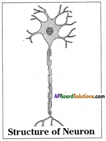 AP SSC 10th Class Biology Solutions Chapter 5 Coordination – The Linking System 15
