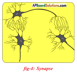 AP SSC 10th Class Biology Solutions Chapter 5 Coordination – The Linking System 8