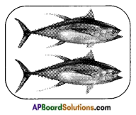 AP Board 8th Class Biology Important Questions Chapter 9 Production and Management of Food From Animals 1