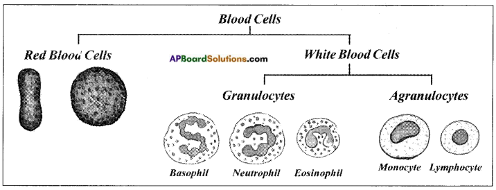 AP Board 8th Class Biology Solutions Chapter 2 Cell The Basic Unit of Life 6