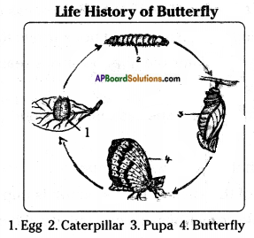 AP Board 8th Class Biology Solutions Chapter 4 Reproduction in Animals 10