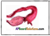 AP Board 8th Class Biology Solutions Chapter 4 Reproduction in Animals 5