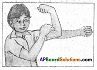 AP Board 6th Class Science Important Questions Chapter 12 Movement and Locomotion 1