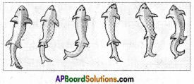 AP Board 6th Class Science Important Questions Chapter 12 Movement and Locomotion 14