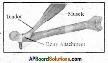 AP Board 6th Class Science Important Questions Chapter 12 Movement and Locomotion 3