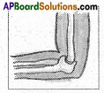 AP Board 6th Class Science Solutions Chapter 12 Movement and Locomotion 2