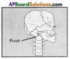 AP Board 6th Class Science Solutions Chapter 12 Movement and Locomotion 4