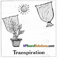 AP Board 6th Class Science Solutions Chapter 2 Knowing About Plants 14