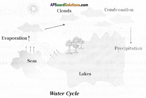 AP Board 6th Class Science Solutions Chapter 4 Water 1