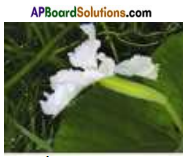 AP Board 7th Class Science Important Questions Chapter 12 Reproduction in Plants 2