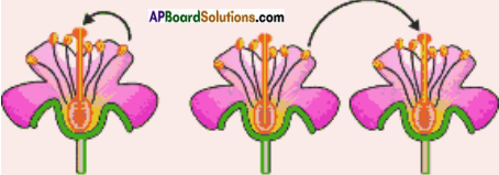 AP Board 7th Class Science Solutions Chapter 12 Reproduction in Plants 4