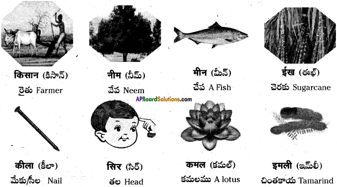 AP Board 6th Class Hindi Solutions Chapter 2 तितली 1