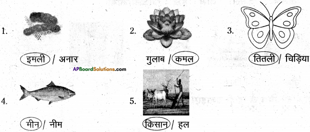 AP Board 6th Class Hindi Solutions Chapter 2 तितली 18