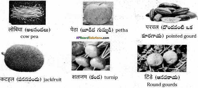 AP Board 6th Class Hindi Solutions Chapter 7 दो मित्र 13