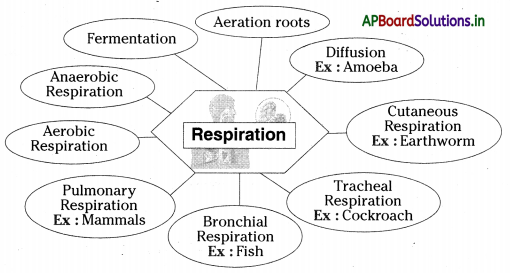AP Board 10th Class Biology Notes Chapter 2 Respiration 1