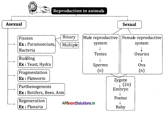AP Board 10th Class Biology Notes Chapter 6 Reproduction 1
