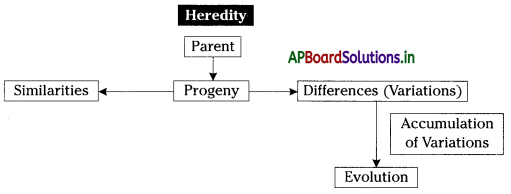 AP Board 10th Class Biology Notes Chapter 8 Heredity 1