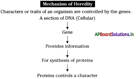 AP Board 10th Class Biology Notes Chapter 8 Heredity 4