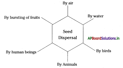 AP Board 7th Class Science Notes Chapter 13 Seed Dispersal 1