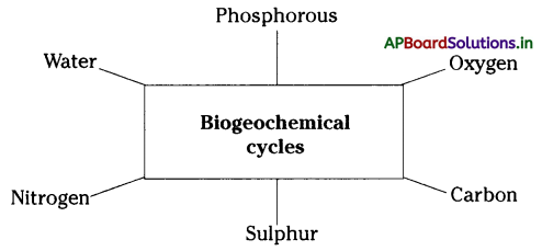 AP Board 9th Class Biology Notes Chapter 11 Bio Geo Chemical Cycles 1