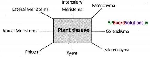 AP Board 9th Class Biology Notes Chapter 2 Plant Tissues 2
