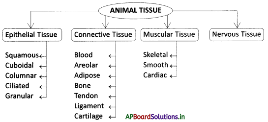 AP Board 9th Class Biology Notes Chapter 3 Animal Tissues – AP Board  Solutions