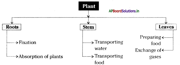 AP Board 6th Class Science Notes Chapter 2 Knowing About Plants 1