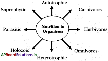 AP 7th Class Science Notes 3rd Lesson Nutrition in Organisms 1