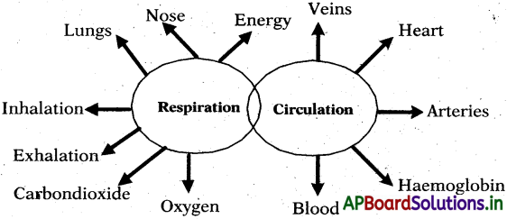 AP 7th Class Science Notes 4th Lesson Respiration and Circulation 1