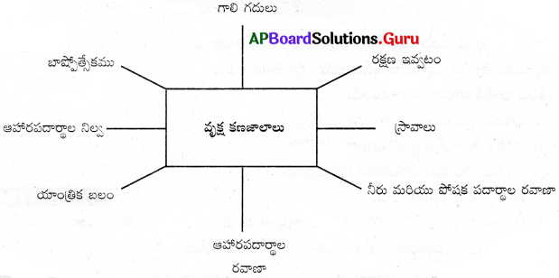 AP 9th Class Biology Important Questions 2nd Lesson వృక్ష కణజాలం 5