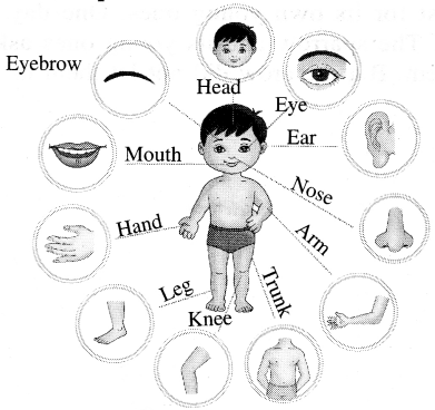 AP Board 1st Class English Solutions Lesson 1.2 My Body Parts 2