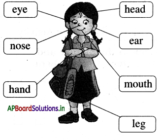 AP Board 1st Class English Solutions Lesson 1.2 My Body Parts 6