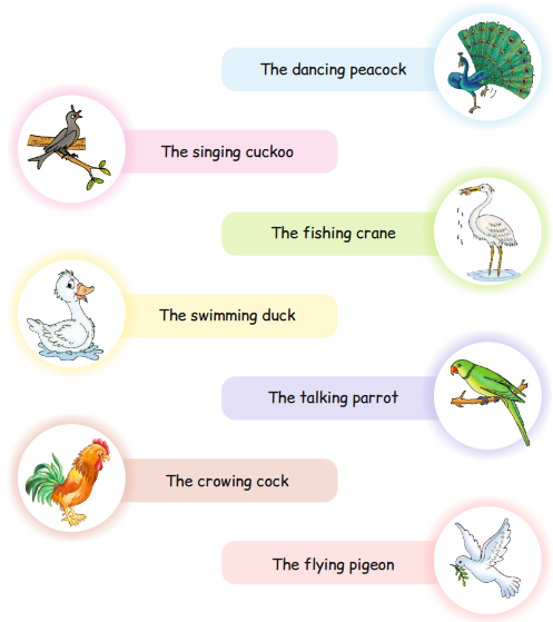 AP Board 1st Class English Solutions Lesson 6.1 Birds 2