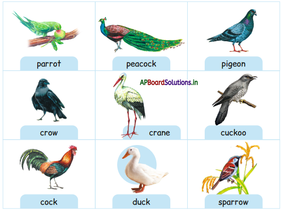 AP Board 1st Class English Solutions Lesson 6.1 Birds 3
