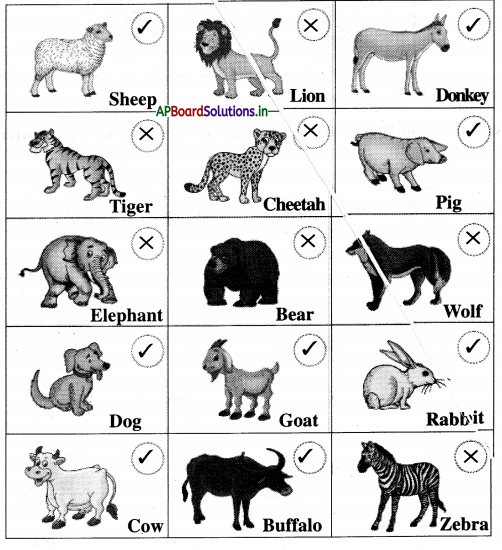 AP Board 1st Class English Solutions Lesson 6.2 Animals Around Us 6