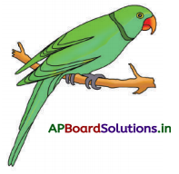 AP Board 3rd Class Telugu Solutions 5th Lesson పొడుపు - విడుపు 10