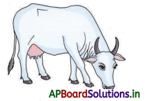 AP Board 3rd Class Telugu Solutions 5th Lesson పొడుపు - విడుపు 6