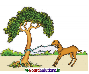 AP Board 3rd Class Telugu Solutions 6th Lesson మేమే మేక పిల్ల 5