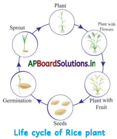 AP Board 5th Class EVS Solutions 5th Lesson Agriculture 6