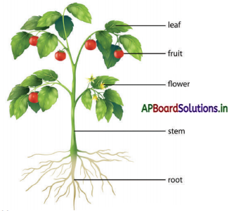 AP Board 3rd Class EVS Solutions 2nd Lesson Plants Around Us 1