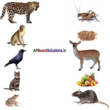 AP Board 3rd Class EVS Solutions 3rd Lesson Animals Around Us 10