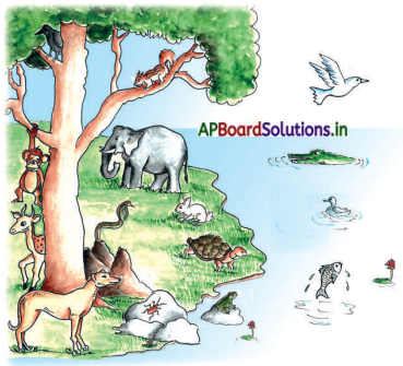 AP Board 3rd Class EVS Solutions 3rd Lesson Animals Around Us 7