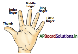 AP Board 3rd Class EVS Solutions 4th Lesson Our Body Parts 4
