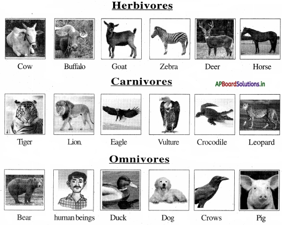 AP Board 4th Class EVS Solutions 3rd Lesson Animals Around Us – AP Board  Solutions